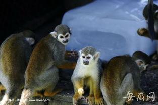 河里吃瓜动物图片