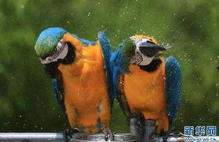 河里吃瓜动物图片