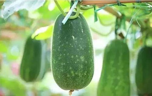 最近的吃瓜,揭秘明星幕后真相