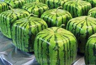 带你吃瓜变异蔬菜,带你探索“带你吃瓜”变异蔬菜的奥秘