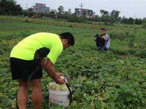 梦见别人吃田瓜