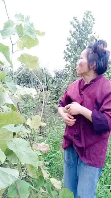 梦见别人吃田瓜