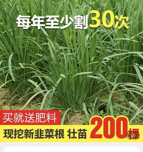 重庆吃瓜爆料,揭秘当地美食江湖风云