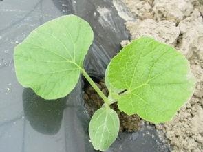 杭州长瓜怎么吃,解锁美味新体验