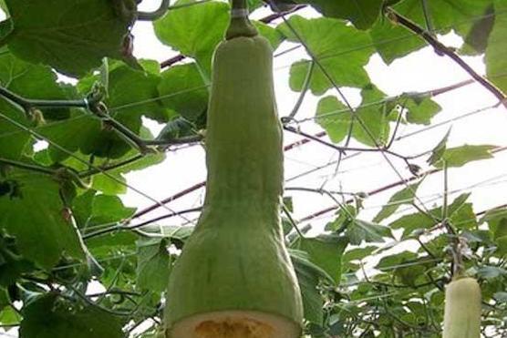 杭州长瓜怎么吃,解锁美味新体验