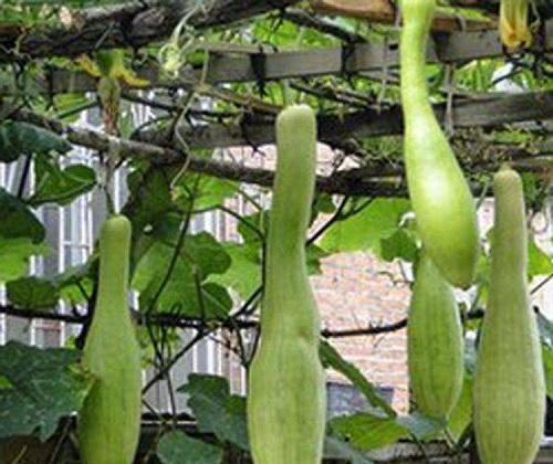 杭州长瓜怎么吃,解锁美味新体验