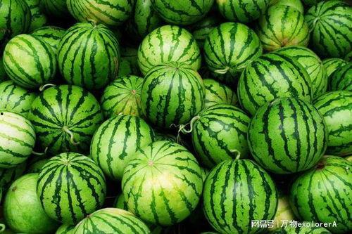 美的正在吃瓜看,品味瓜果，尽享生活雅趣