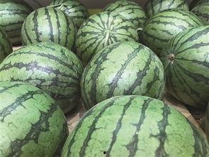 在线吃瓜 地瓜电商,在线吃瓜新风尚，美味地瓜轻松购