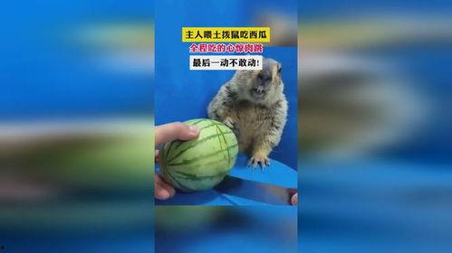 吃瓜土拨鼠,揭秘娱乐圈幕后趣闻