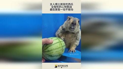 吃瓜土拨鼠,揭秘娱乐圈幕后趣闻