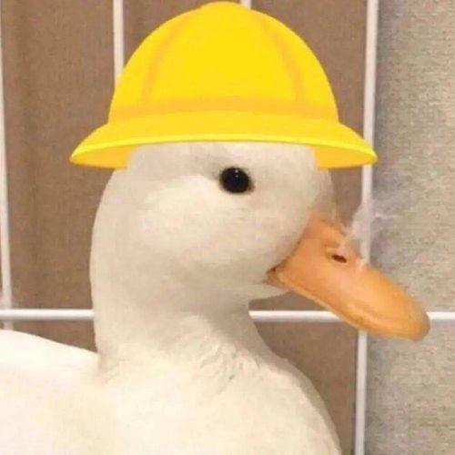 企鹅吃瓜头像高清,萌态十足，高清头像诠释夏日清凉