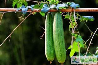 秋季进补吃瓜,秋季进补的瓜类选择指南