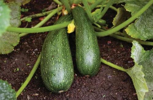 秋季进补吃瓜,秋季进补的瓜类选择指南