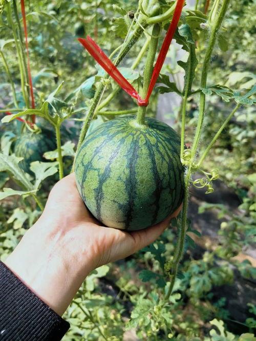 浅析人类吃瓜,社交娱乐背后的文化解读