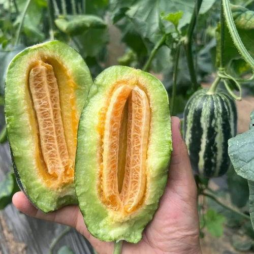 果瓜怎么吃呢,探索美味与健康的完美结合