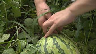 吃瓜落地,揭秘吃瓜背后的故事与启示