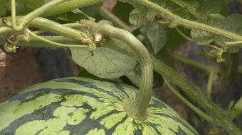 吃瓜落地,揭秘吃瓜背后的故事与启示