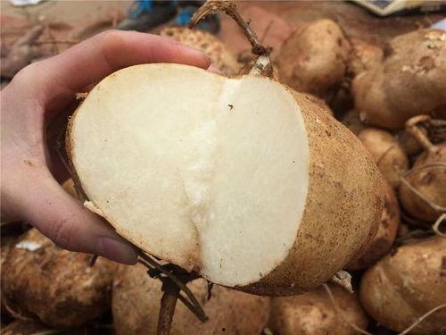 小孩可以吃土瓜