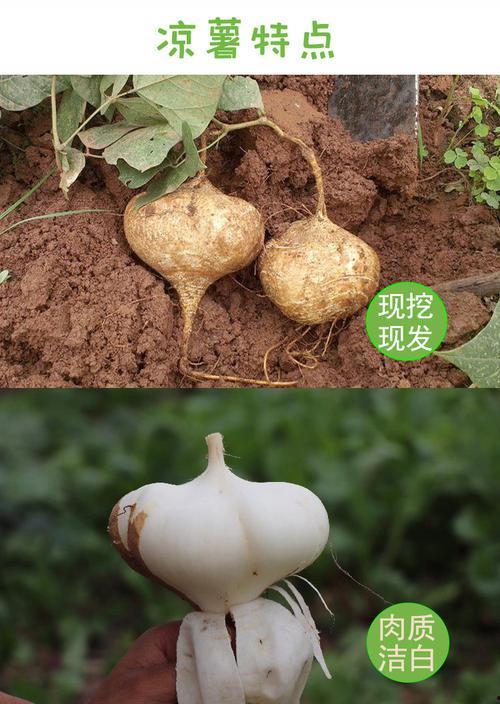 小孩可以吃土瓜