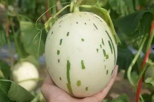 流星瓜怎么吃呀