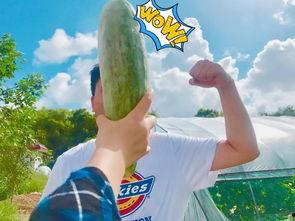 吃瓜送仔,揭秘娱乐圈明星育儿新风尚