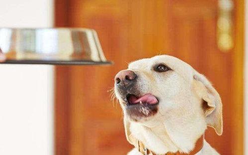 狗狗吃白色蜜瓜,甜蜜诱惑背后的健康风险