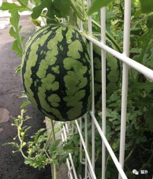 瓜发芽还可以吃吗,还能安全食用吗？揭秘真相