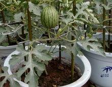 瓜发芽还可以吃吗,还能安全食用吗？揭秘真相